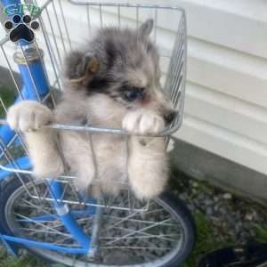 Penny, Pomsky Puppy