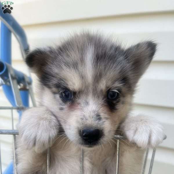 Penny, Pomsky Puppy