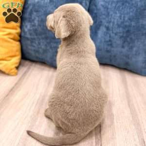 Blade, Silver Labrador Retriever Puppy