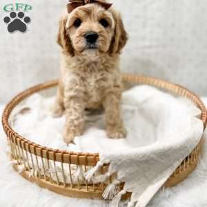 Jackie, Cavapoo Puppy