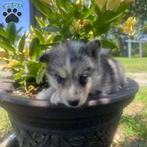 Penny, Pomsky Puppy
