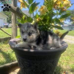 Penny, Pomsky Puppy