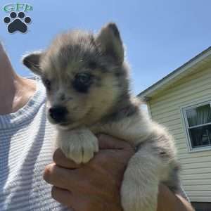 Penny, Pomsky Puppy