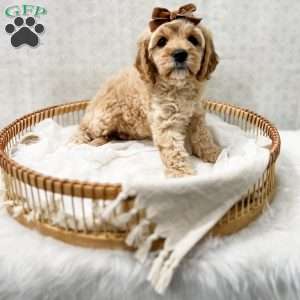 Jackie, Cavapoo Puppy