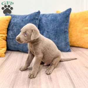 Blade, Silver Labrador Retriever Puppy