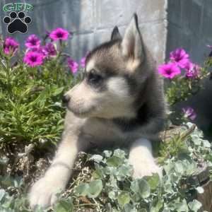 Pixy, Pomsky Puppy