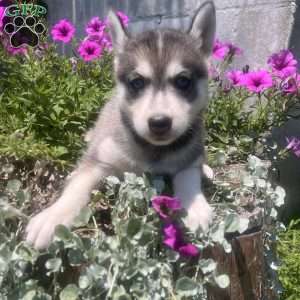 Pixy, Pomsky Puppy