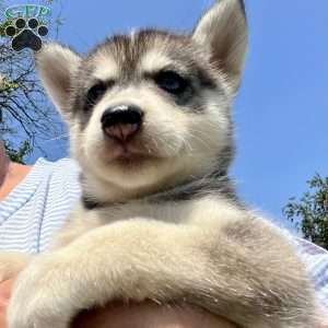Pixy, Pomsky Puppy