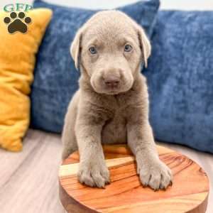Blade, Silver Labrador Retriever Puppy