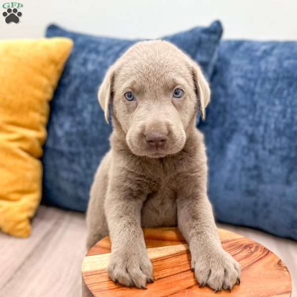 Blade, Silver Labrador Retriever Puppy