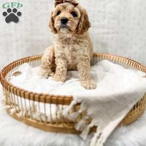 Jackie, Cavapoo Puppy