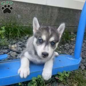 Pixy, Pomsky Puppy