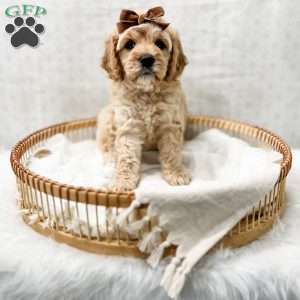 Jackie, Cavapoo Puppy