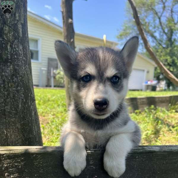 Pixy, Pomsky Puppy