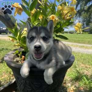 Pixy, Pomsky Puppy
