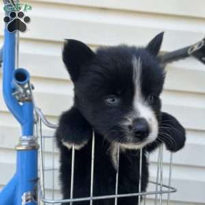 Patrick, Pomsky Puppy