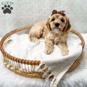 Jackie, Cavapoo Puppy