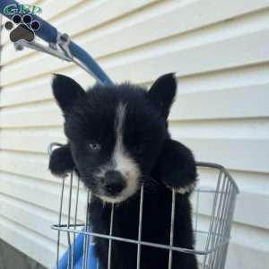 Patrick, Pomsky Puppy