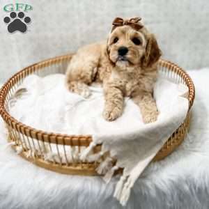 Jackie, Cavapoo Puppy