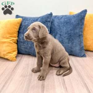 Misty, Silver Labrador Retriever Puppy
