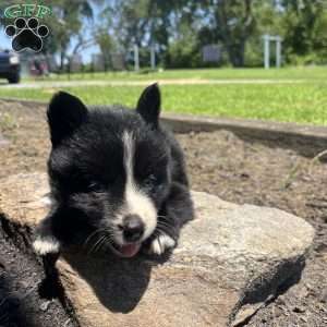 Patrick, Pomsky Puppy