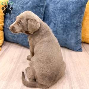 Misty, Silver Labrador Retriever Puppy