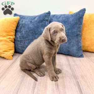 Misty, Silver Labrador Retriever Puppy