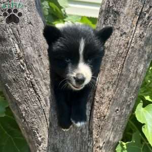 Patrick, Pomsky Puppy