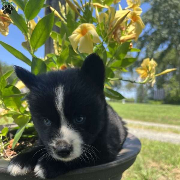 Patrick, Pomsky Puppy