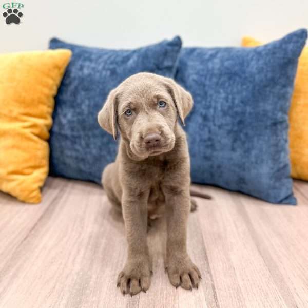 Misty, Silver Labrador Retriever Puppy