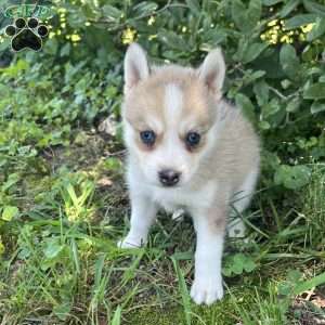 Pete, Pomsky Puppy