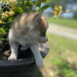 Pete, Pomsky Puppy