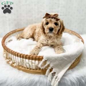 Jackie, Cavapoo Puppy