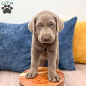 Misty, Silver Labrador Retriever Puppy