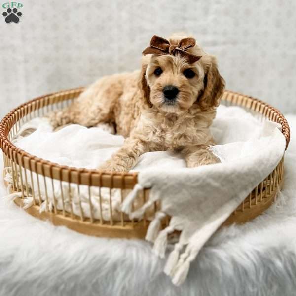 Jackie, Cavapoo Puppy