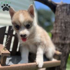 Pete, Pomsky Puppy