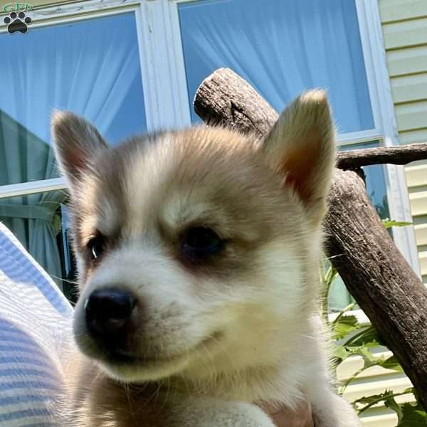 Pete, Pomsky Puppy