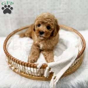 Joie, Cavapoo Puppy