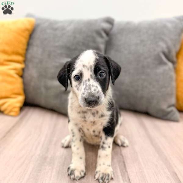 Domino, Dalmatian Mix Puppy