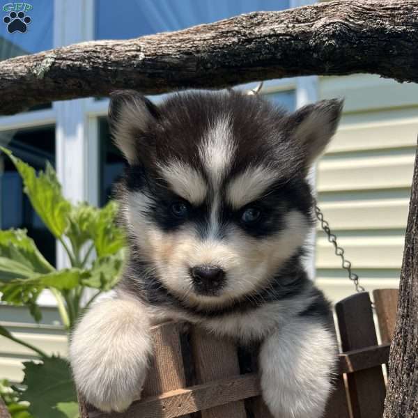 Patty, Pomsky Puppy