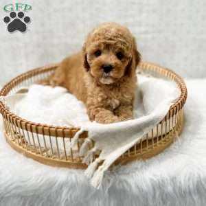 Joie, Cavapoo Puppy