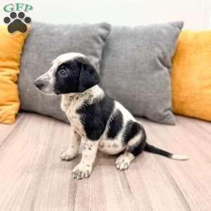 Domino, Dalmatian Mix Puppy