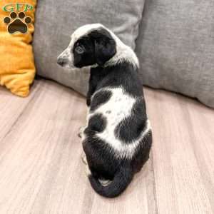 Domino, Dalmatian Mix Puppy