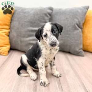 Domino, Dalmatian Mix Puppy