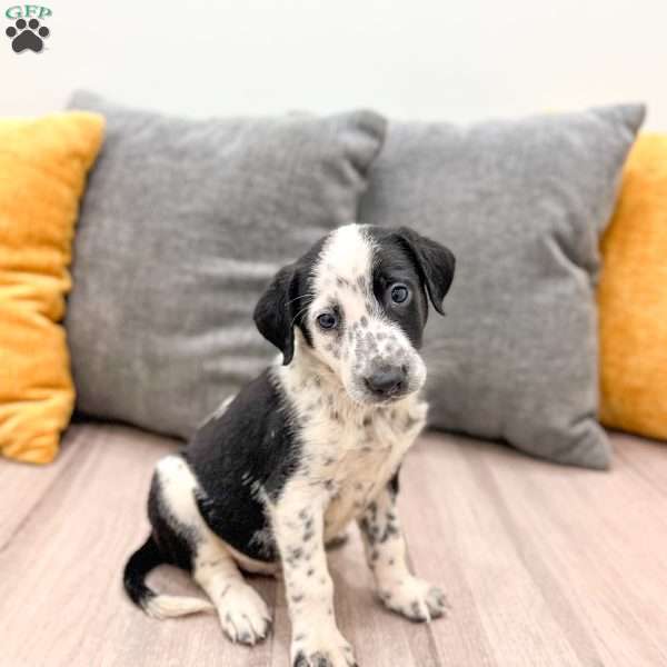Domino, Dalmatian Mix Puppy
