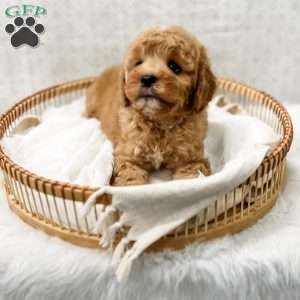 Joie, Cavapoo Puppy