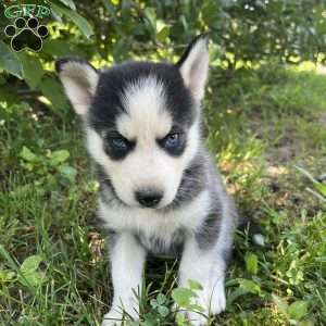 Peanut, Pomsky Puppy