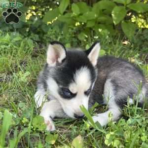 Peanut, Pomsky Puppy