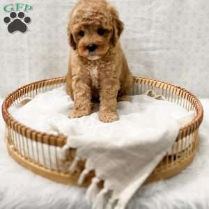 Joie, Cavapoo Puppy