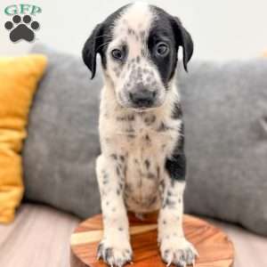 Domino, Dalmatian Mix Puppy